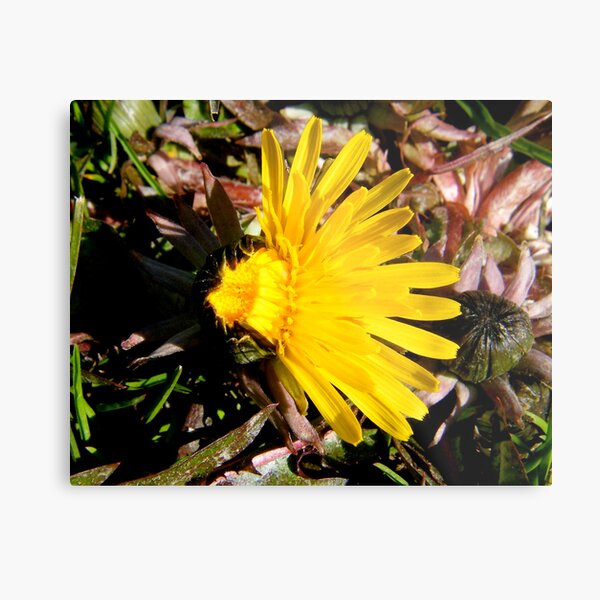 Embracing Your Creative Obsession Metal Print