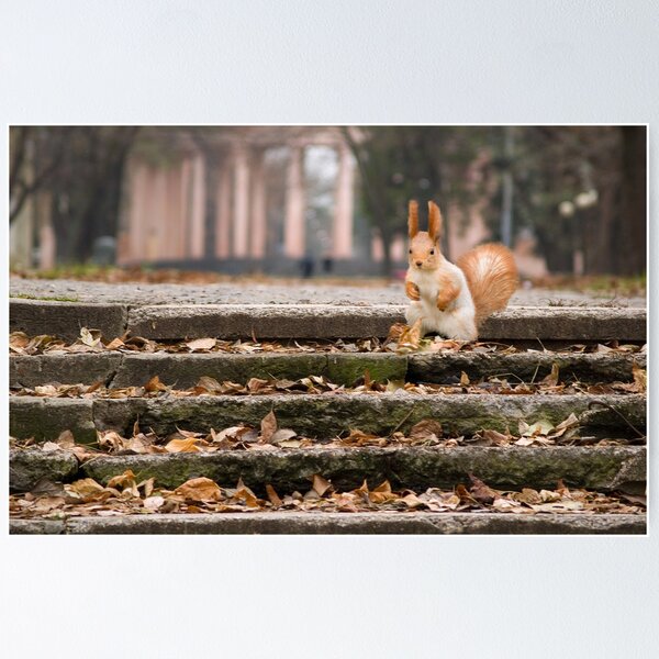 Item preview, Cute squirrel in autumn forest. Casual meeting designed and sold by mike2048.