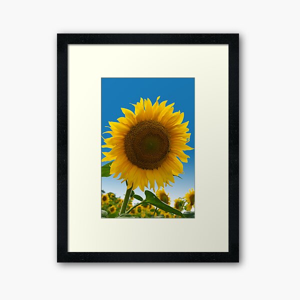 Item preview, sunflower against blue sky designed and sold by mike2048.
