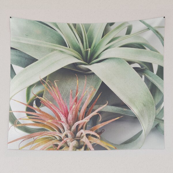 Item preview, Air Plant Collection III designed and sold by Cassia Beck.