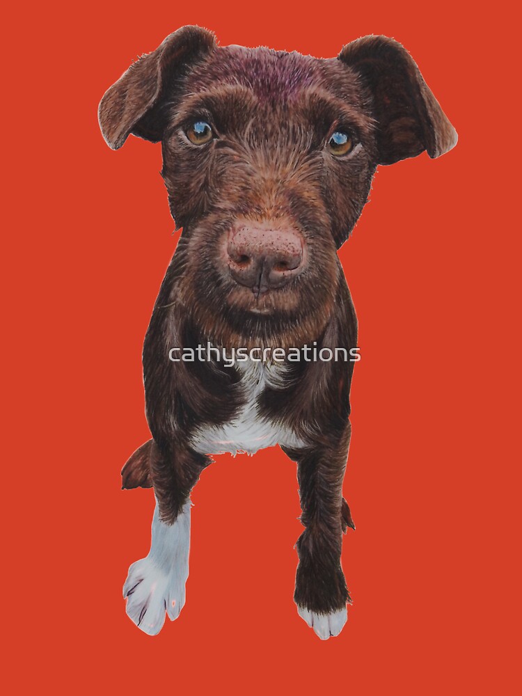 Terrier Puppy Patterdale Terrier Cross Chihuahua Dogs Trust