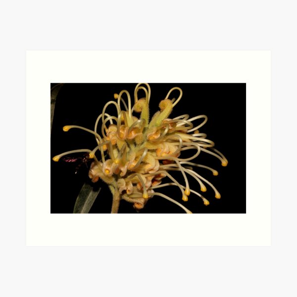 Item preview, Grevillea banksii designed and sold by andrachne.