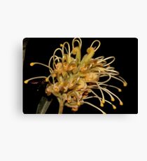 Grevillea banksii Canvas Print