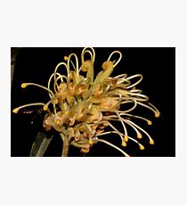 Grevillea banksii Photographic Print