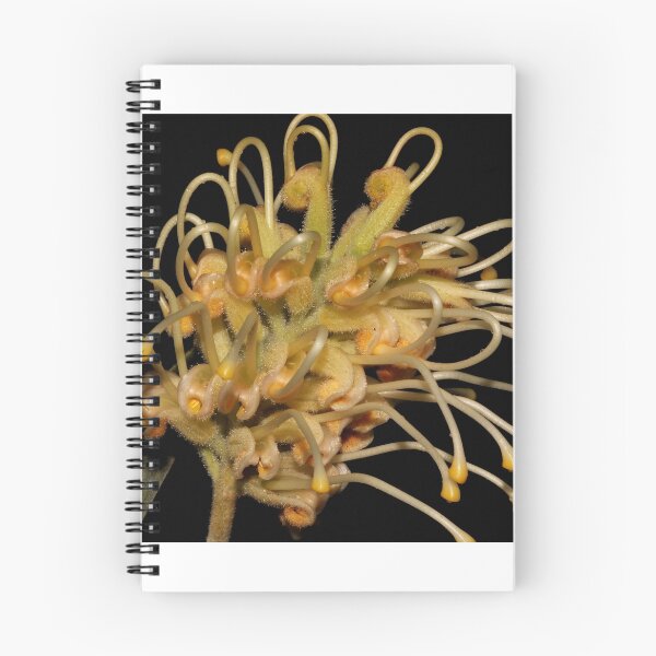 Item preview, Grevillea banksii designed and sold by andrachne.