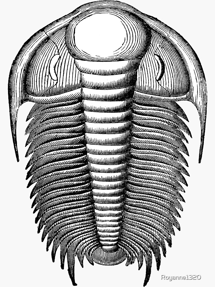 "Scientific Illustration Trilobite Fossil Paleontology Science Gift