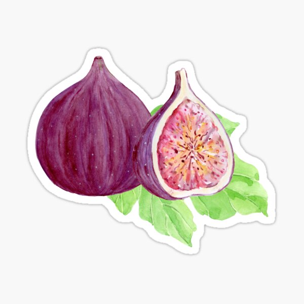 "Watercolor botanical figs" Sticker for Sale by cornercroft Redbubble