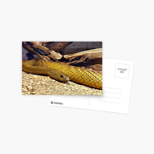 Item preview, Inland Taipan (Oxyuranus microlepidotus) designed and sold by Clive.