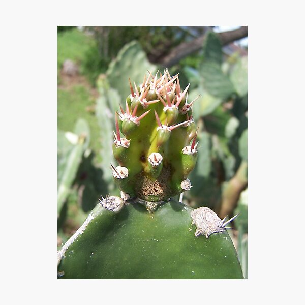 Cactus if You Can Texas Photographic Print