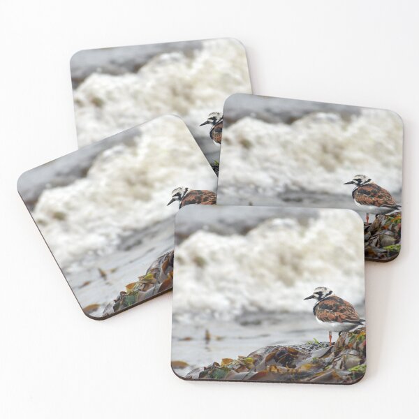 Turnstone - Arenaria interpres Coasters (Set of 4)