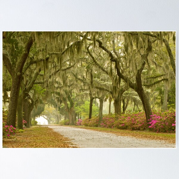 Item preview, Live Oak Trees designed and sold by Ellen McKnight.