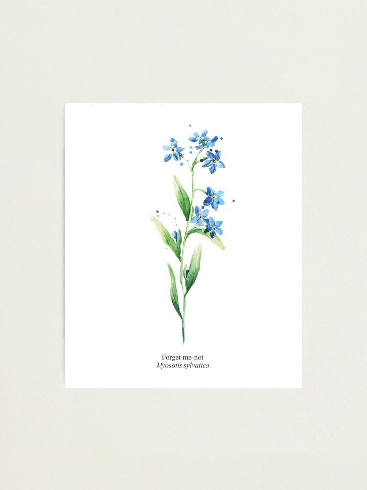 Forget-Me-Not - Myosotis Sylvatica tshirt design Photographic Print for  Sale by bombalurina