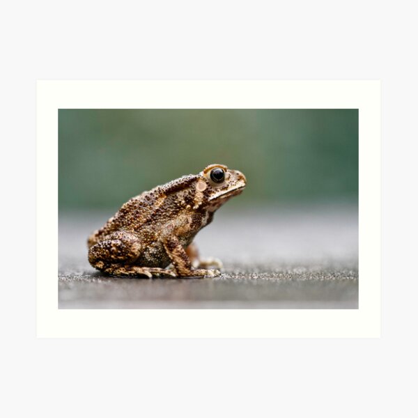 Toad Bufo Art Print
