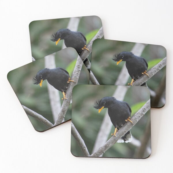 Item preview, Crested Myna Bird designed and sold by DonMc.