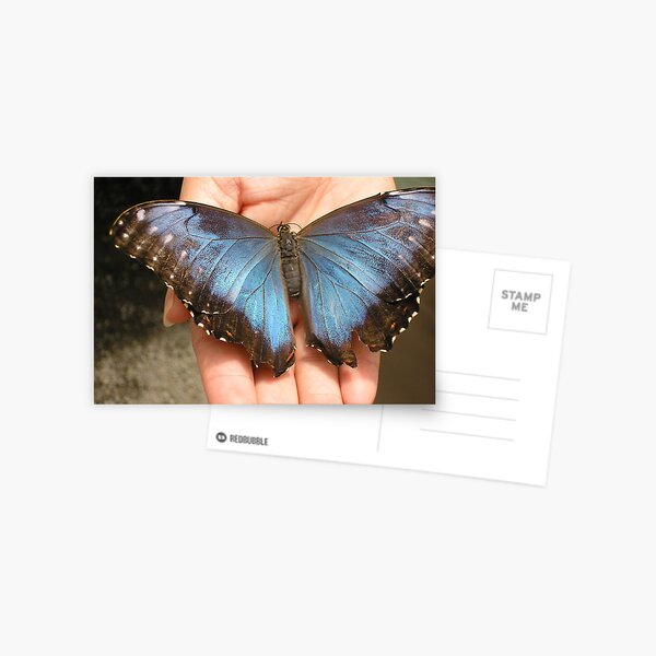 Butterfly Garden Postcard