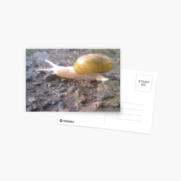 An Albino Snail Crossed My Path Today Postcard