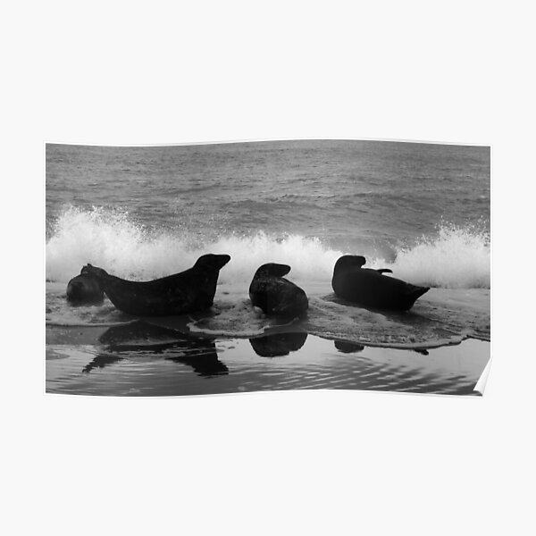 Three Seals Poster