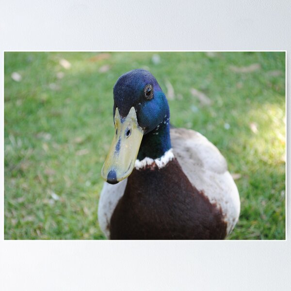Item preview, Duck face - close up 2 designed and sold by flabberbeak.