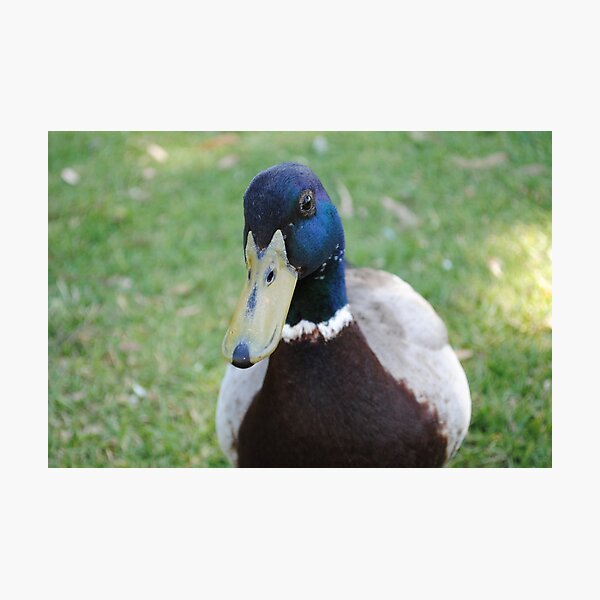 Item preview, Duck face - close up 2 designed and sold by flabberbeak.