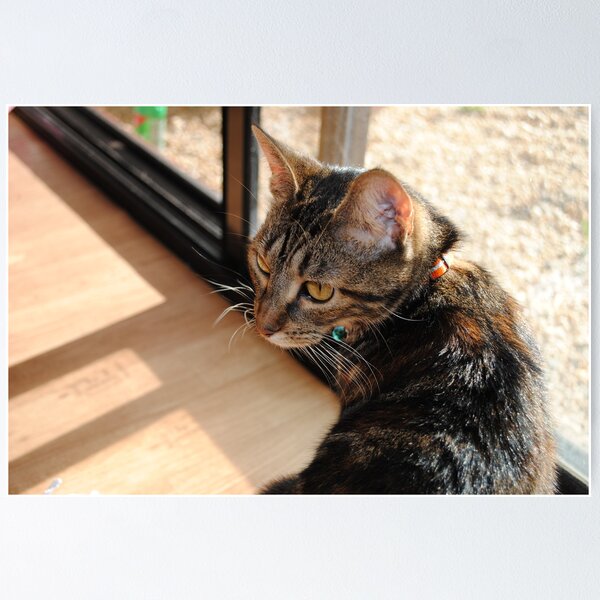 Item preview, Chilly the cat - such a poser designed and sold by flabberbeak.
