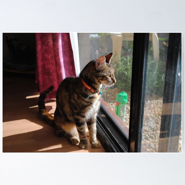 Item preview, Chilly the cat - longing for outside designed and sold by flabberbeak.
