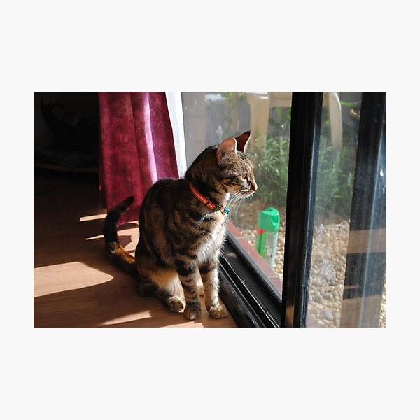 Item preview, Chilly the cat - longing for outside designed and sold by flabberbeak.