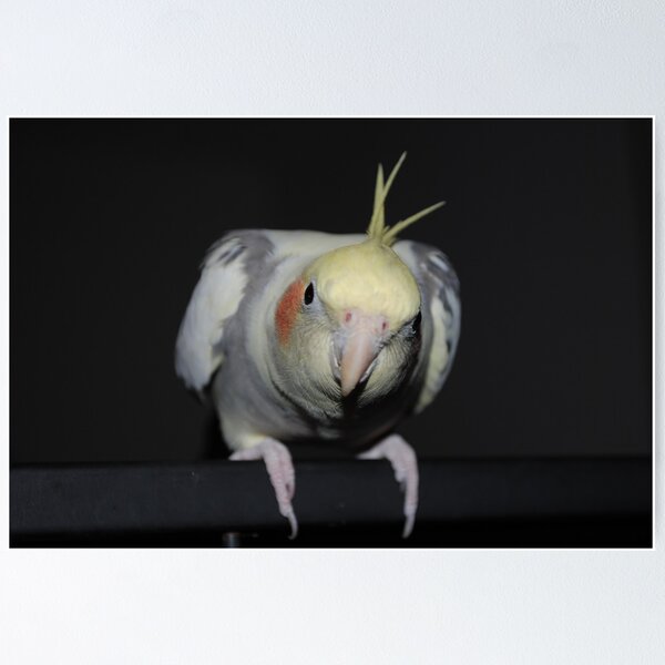Artikelvorschau, Fluffy the Cockatiel - loves the camera entworfen und verkauft von flabberbeak.