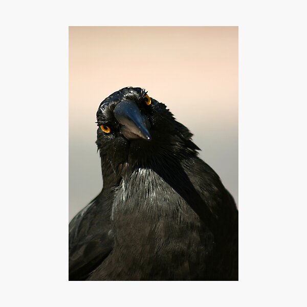 Item preview, Currawong designed and sold by inthewild.