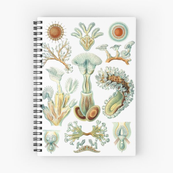 Item preview, Ernst Haeckel - Scientific Illustration - Bryozoa designed and sold by ShaMiLaB.