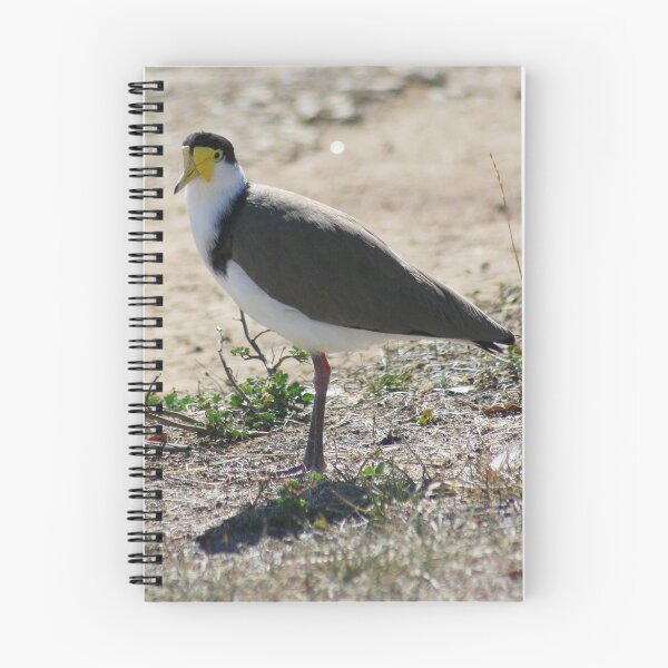 Item preview, Masked Lapwing designed and sold by inthewild.