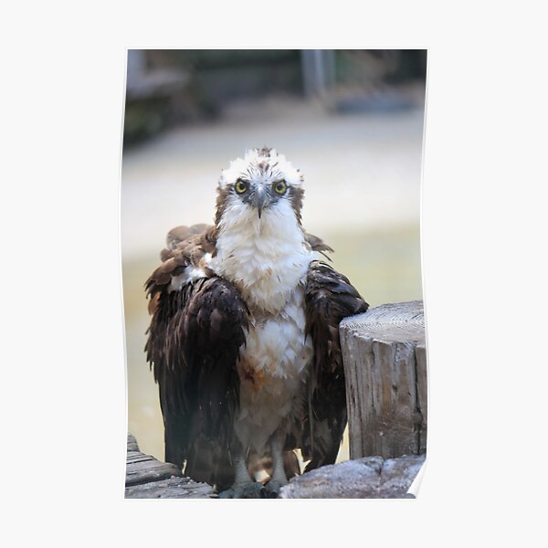 Osprey Poster