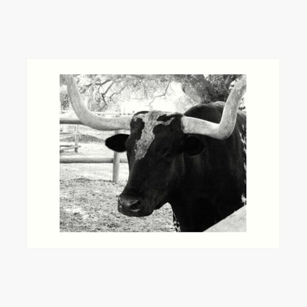 Ox in Black and White Art Print