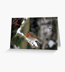 Robin Greeting Card