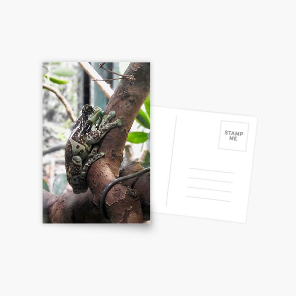 Amazon Milk Frog-2 Postcard