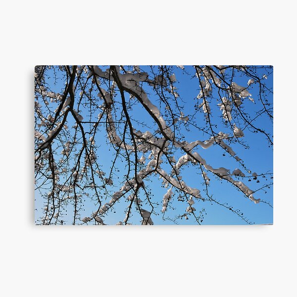 Just Because' Canvas Print