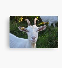 Burren Goat II Canvas Print