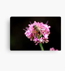 aBc Canvas Print