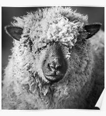 Wool Face Poster