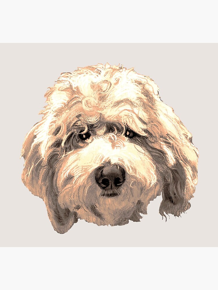 Lucky labradoodle hot sale