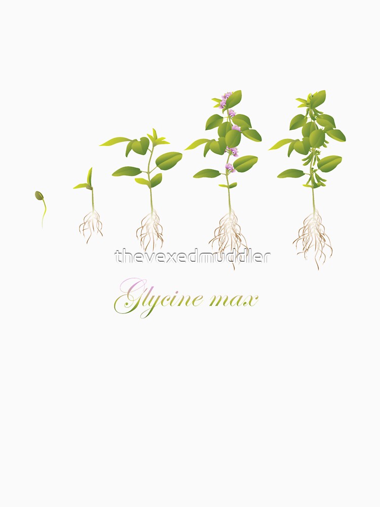 Soybean (Glycine max) plant development by thevexedmuddler
