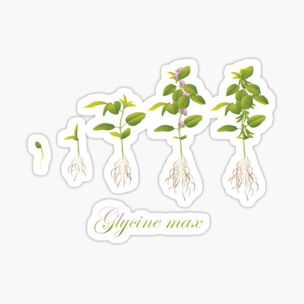 Soybean (Glycine max) plant development Sticker