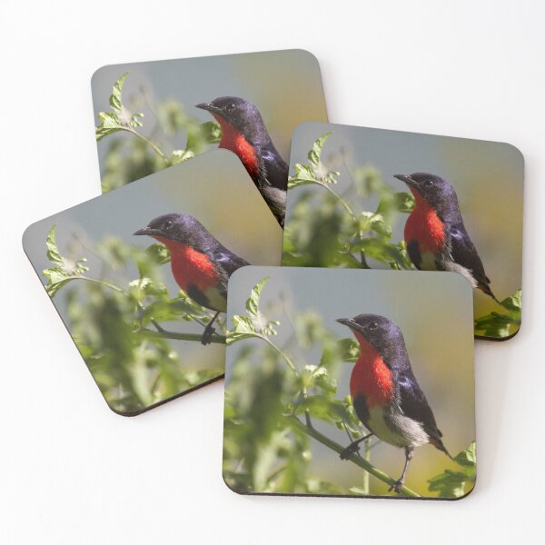 Item preview, Mistletoe bird designed and sold by MargsNaturePix.