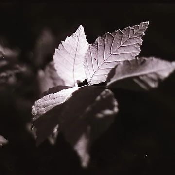 Artwork thumbnail, Backlight by Ratsrule67