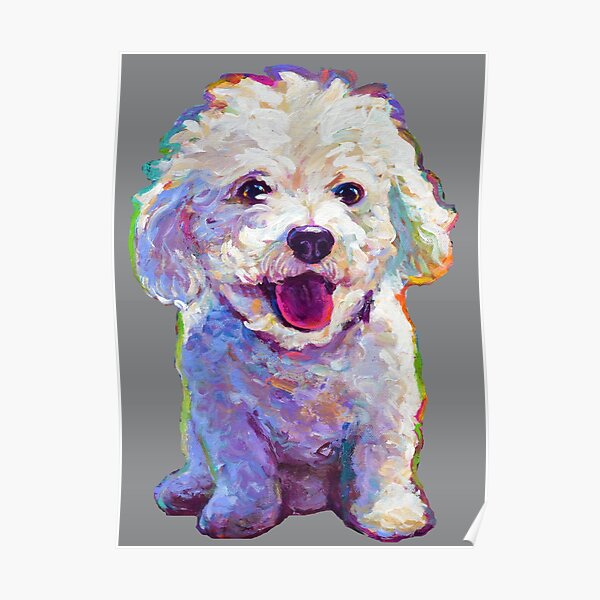 Cute Bichon Frise by Robert Phelps Poster