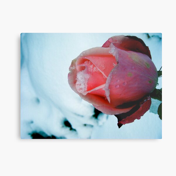 Savouring the Season of Self-Belonging Metal Print
