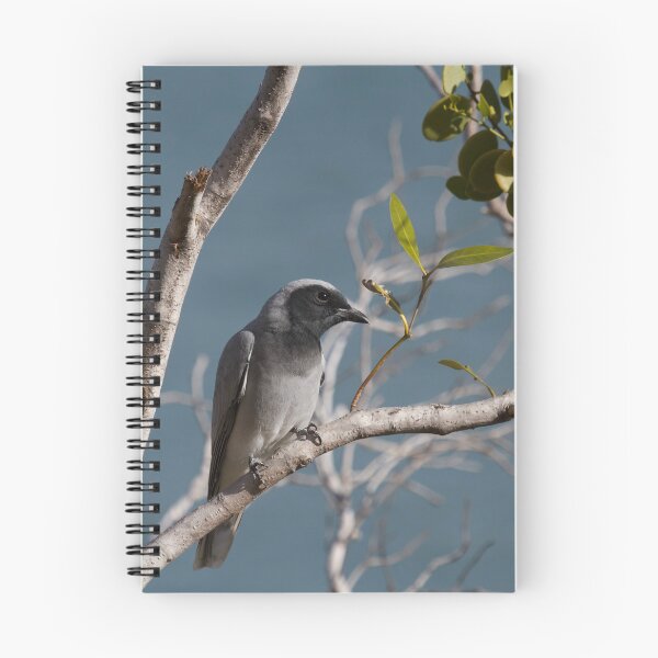 Item preview, Black faced Cuckooshrike  designed and sold by MargsNaturePix.