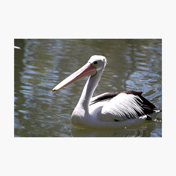 Item preview, Pelican designed and sold by Caroline Hannessen.