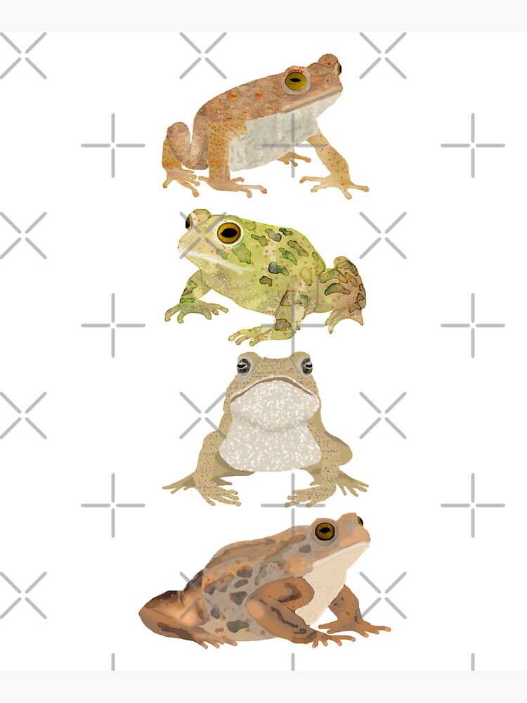 Toads by amymh