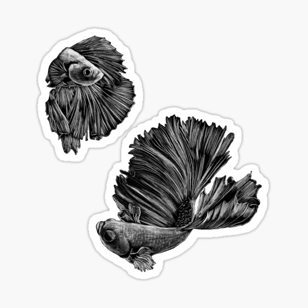 Yin Yang Betta Gifts & Merchandise For Sale | Redbubble