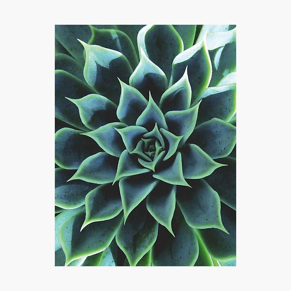 Item preview, Succulent designed and sold by UrbanEpiphany.